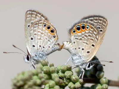Freyeria trochylus