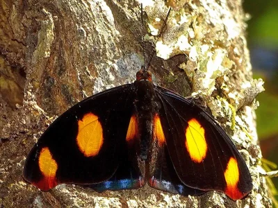 Catonephele numilia
