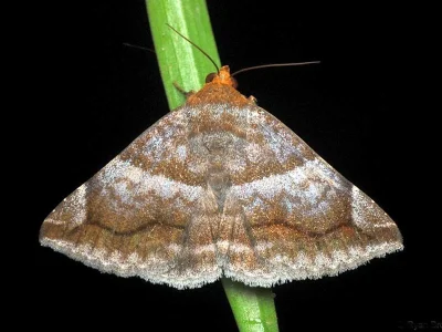 Buzara onelia