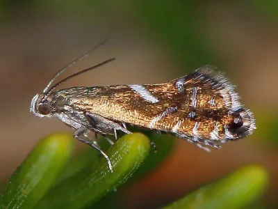 Glyphipterix forsterella