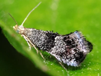 Tinagma perdicella