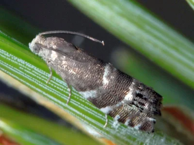 Cydia cosmophorana