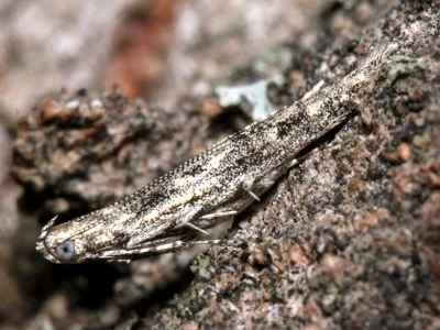 Batrachedra praeangusta