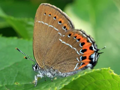 Satyrium (Strymonidia) pruni