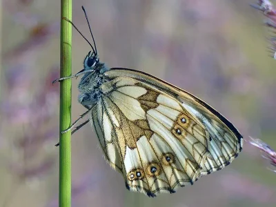 Melanargia (Melanargia) galathea