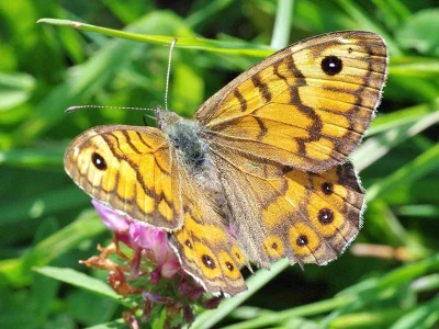 Lasiommata megera