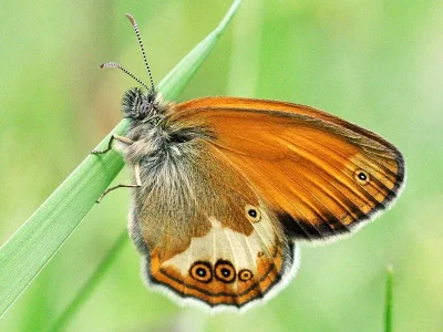 Coenonympha arcania