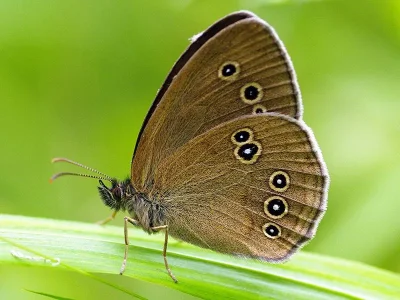 Aphantopus hyperantus