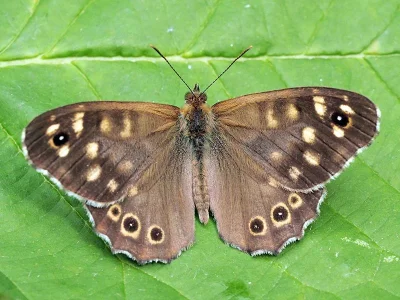 Pararge aegeria