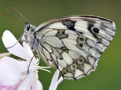 Melanargia (Melanargia) galathea