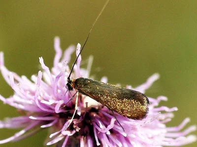 Nemophora metallica