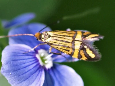 Nemophora ochsenheimerella