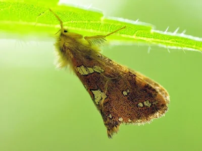 Phymatopus hecta