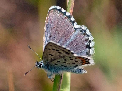 Pseudophilotes vicrama