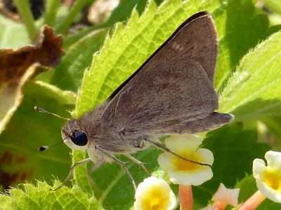 Gegenes pumilio
