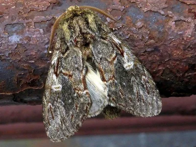 Peridea anceps