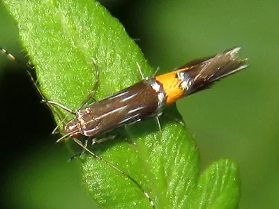 Cosmopterix scribaiella