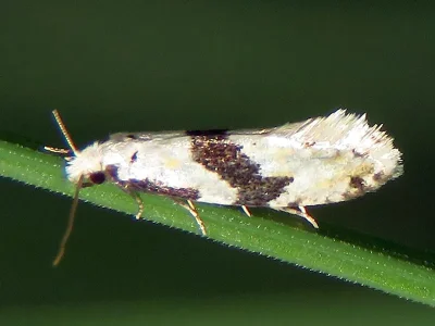 Nemapogon clematella
