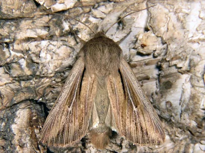 Leucania comma