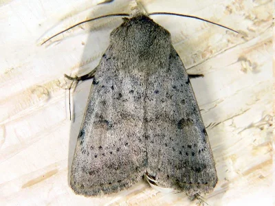 Hoplodrina respersa