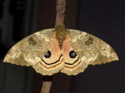 Automerella flexuosa