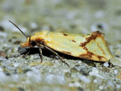 Agapeta hamana