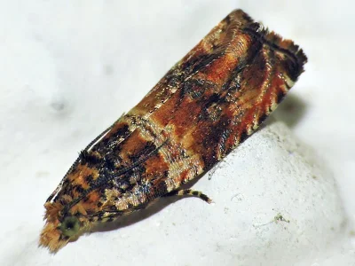 Celypha flavipalpana