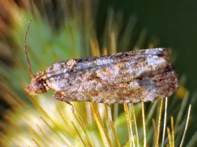 Endothenia pauperculana