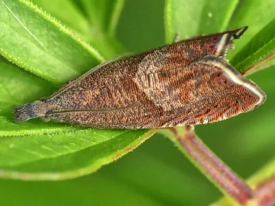 Dichrorampha acuminatana