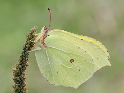 Gonepteryx rhamni