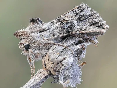 Calophasia lunula
