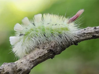 Calliteara pudibunda