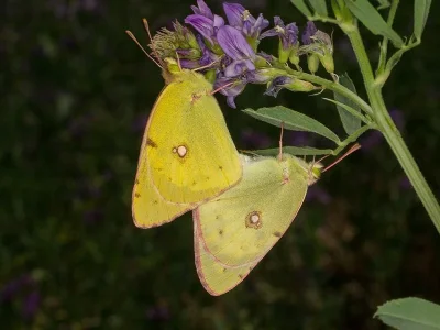 Colias erate
