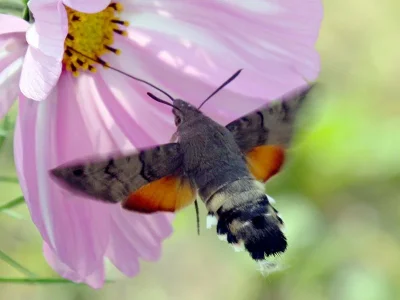 Macroglossum stellatarum