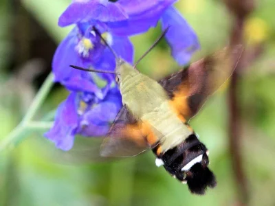 Macroglossum bombylans