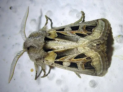 Episema (Episema) glaucina