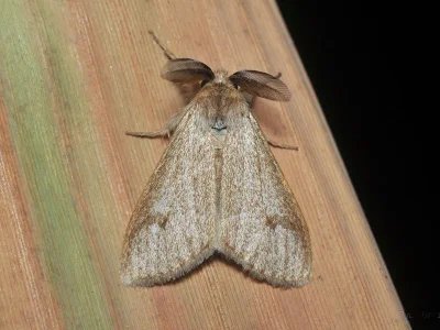 Casama vilis