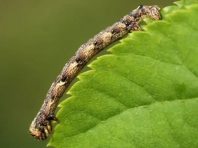 Agriopis aurantiaria