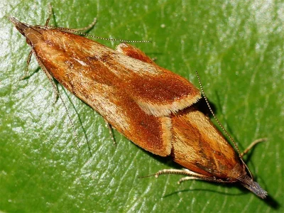 Dichomeris ustalella