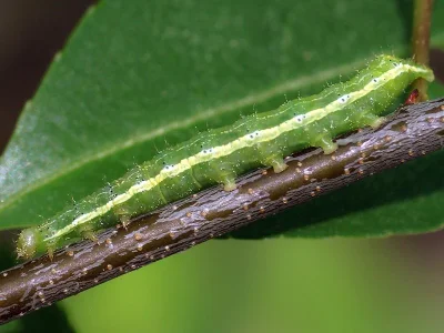 Cosmia (Calymnia) trapezina