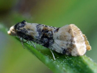 Thyraylia nana