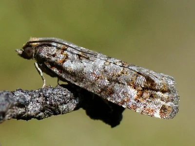 Gravitarmata margarotana