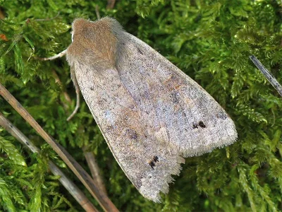 Anorthoa munda