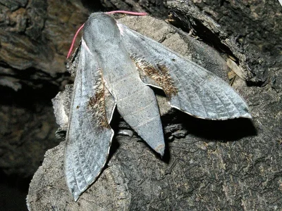 Hippotion rosae