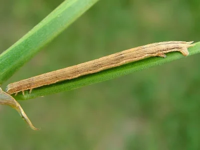 Aspitates (Napuca) ochrearia