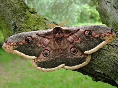 Saturnia (Saturnia) pyri