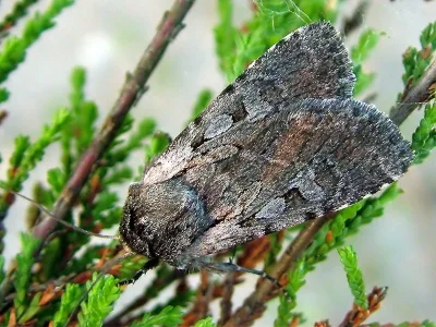 Violaphotia molothina