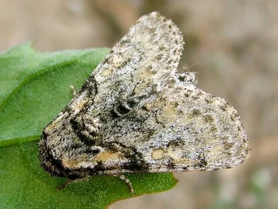 Raphia hybris