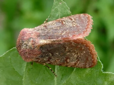 Metopoceras (Metopoceras) felicina