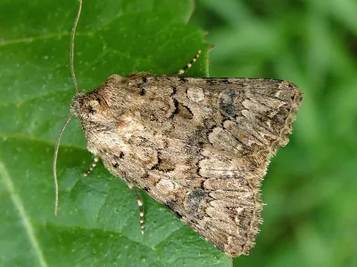 Anarta (Calocestra) pugnax